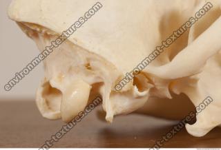 photo reference of skull 0042